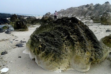 Quảng Ngãi: Phát hiện "nghĩa địa" san hô hóa thạch 6.000 năm