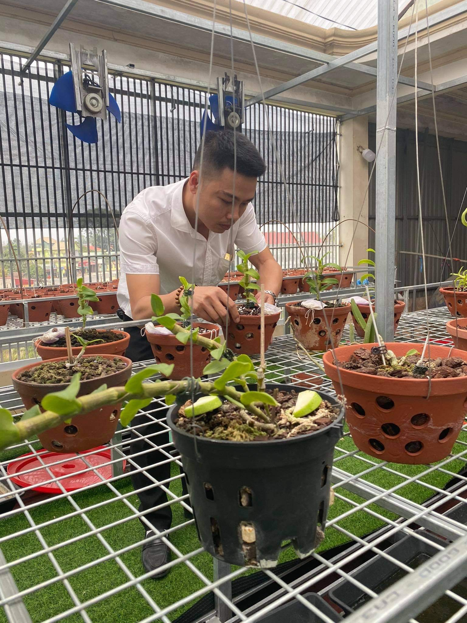 Nghệ nhân chia sẻ cách chăm sóc hoa lan sau khi chơi Tết sao cho đúng cách - 2