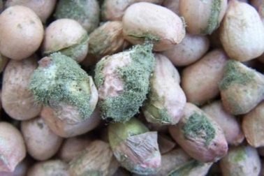 Chuyên gia cảnh báo mối nguy từ thực phẩm mốc