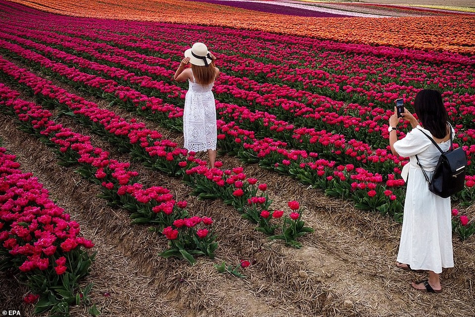 Mãn nhãn với cánh đồng hoa tulip rực rỡ sắc màu - 2 Mãn nhãn với cánh đồng hoa tulip rực rỡ sắc màu - 2
