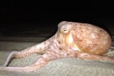 Hàng chục con bạch tuộc xuất hiện ở bờ biển Anh mà không rõ lý do