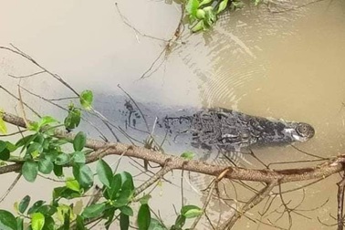 Đồng Tháp: Hoảng hồn vì cá sấu "khủng" nổi lập lờ dưới sông