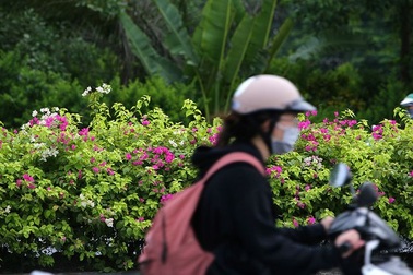 Con đường hoa giấy hiếm có ở Hà Nội