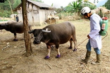 Dịch lở mồm long móng lại lan rộng ra 14 tỉnh