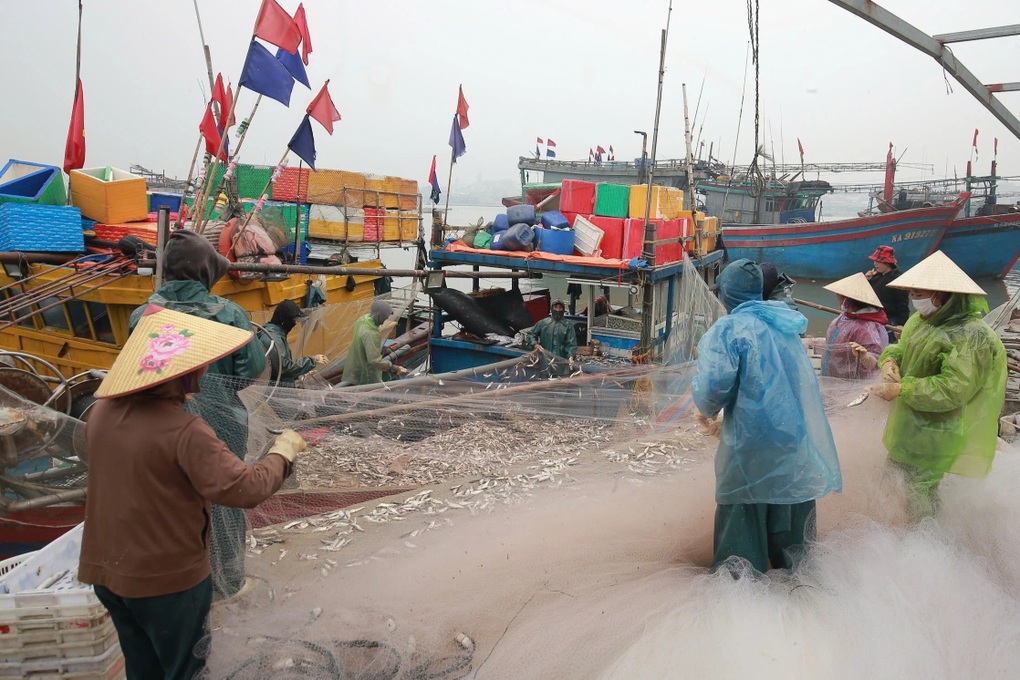 Ngư dân xứ Nghệ ra biển chỉ 3 giờ đã bỏ túi hơn 10 triệu đồng - 1 Ngư dân xứ Nghệ ra biển chỉ 3 giờ đã bỏ túi hơn 10 triệu đồng - 1