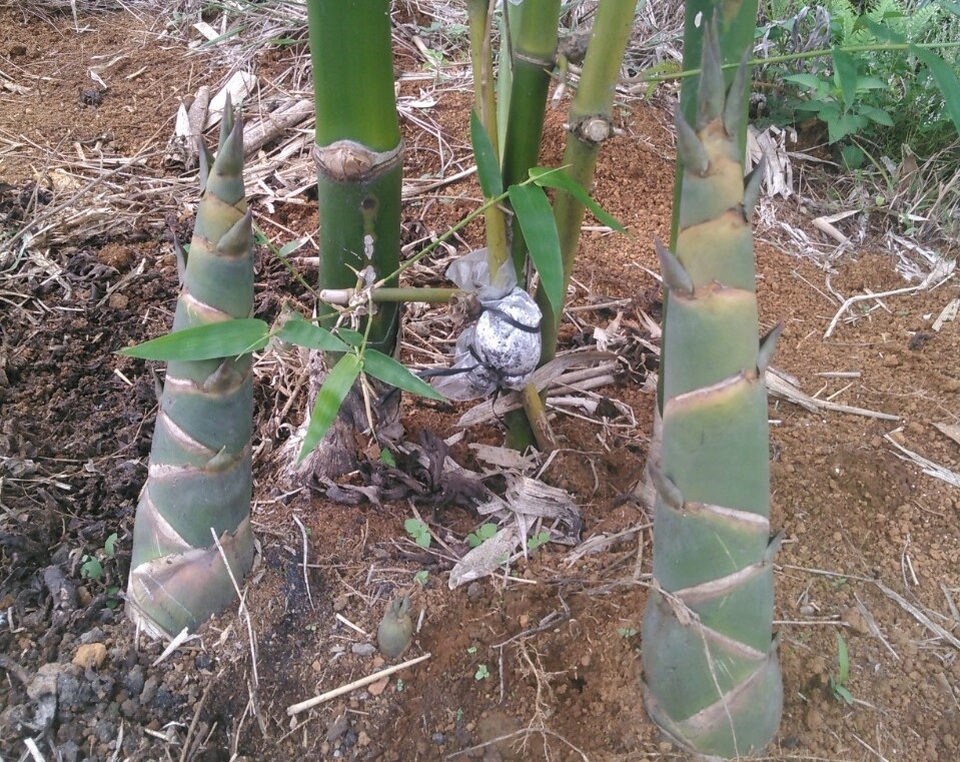 Hai vợ chồng bỏ thành phố, lên núi trồng măng tre thu tiền tỷ - 5 Hai vợ chồng bỏ thành phố, lên núi trồng măng tre thu tiền tỷ - 5