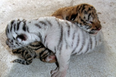 Ngắm những chú hổ gốc Nam Phi mới chào đời tại Nghệ An