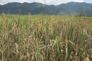 Đất dự án đường du lịch núi Đại Huệ bồi lấp... 40 hộ dân kêu cứu!