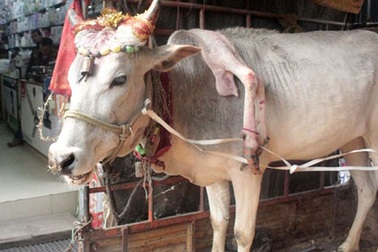 Bò 6 chân được tôn làm Thánh thần