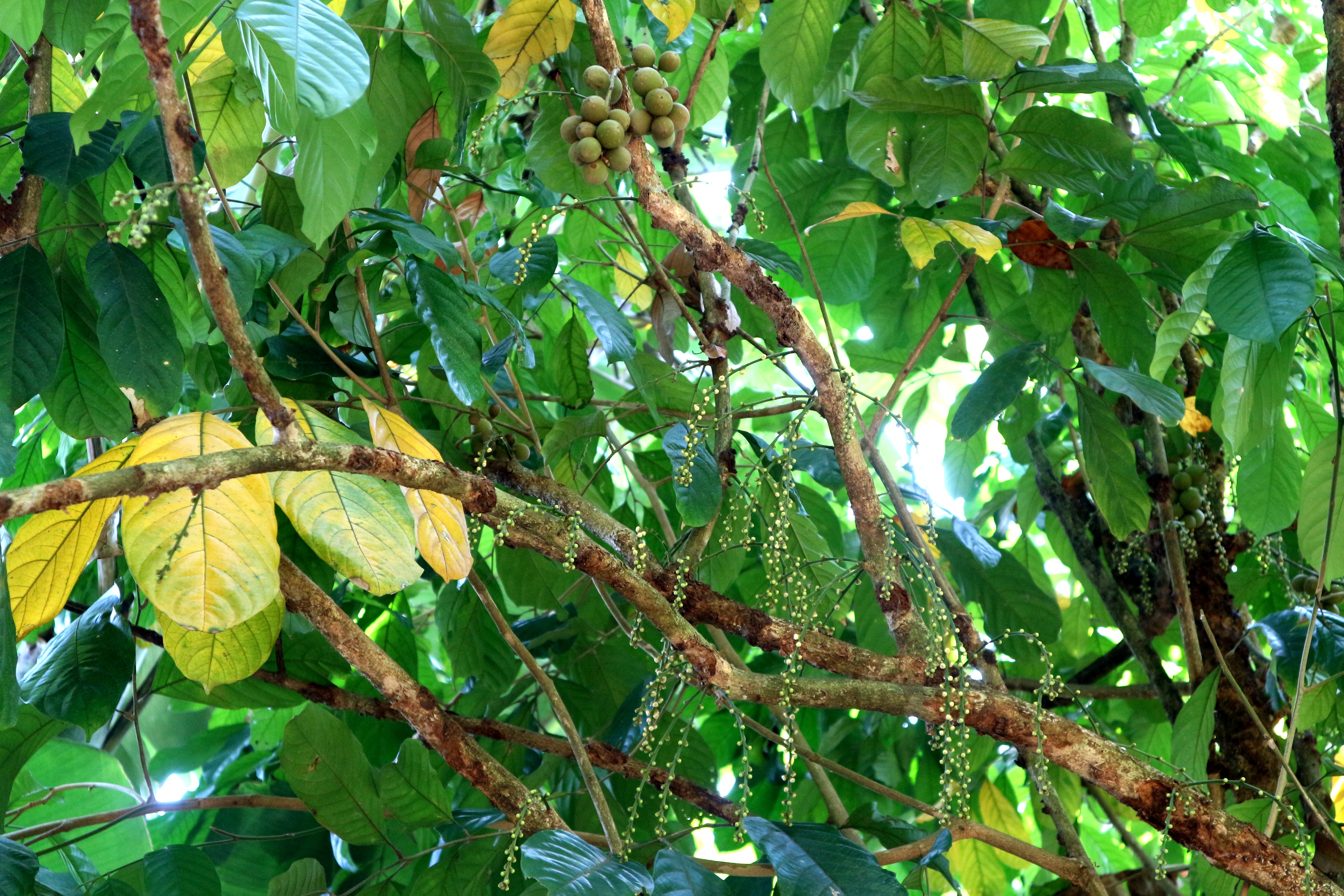 Chính vụ thu hoạch nhưng trái bòn bon gần như mất trắng - 2