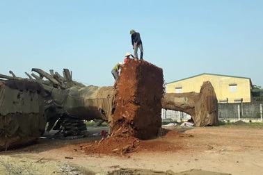 Dùng cưa máy, xà beng cắt tỉa 3 cây “quái thú”