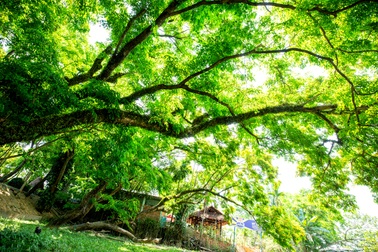 Sắp có lễ hội hoa sưa ở Quảng Nam