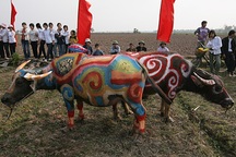 “Tranh trâu” Đọi Sơn: Độc nhất vô nhị!