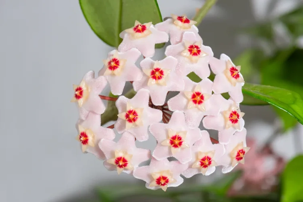 9 loại cây có hương hợp trồng trong nhà, giúp bạn bỏ nến thơm chứa hóa chất - 5 9 loại cây có hương hợp trồng trong nhà, giúp bạn bỏ nến thơm chứa hóa chất - 5