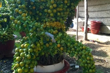 Quất cảnh tạo hình khỉ, rồng, lân… “siêu độc” ở miền Tây