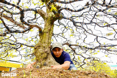 Đại gia chi tiền khủng mua mai hiếm trưng bày tại quán cà phê cho khách xem