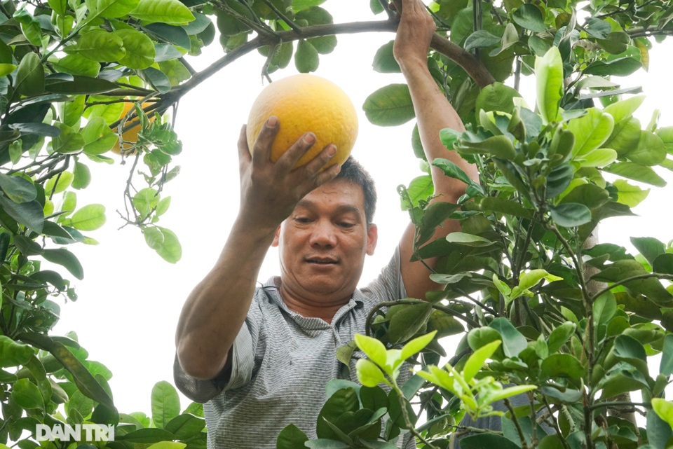 Thủ phủ bưởi Diễn tất bật thu hoạch dịp Tết Nguyên đán - 4 Thủ phủ bưởi Diễn tất bật thu hoạch dịp Tết Nguyên đán - 4