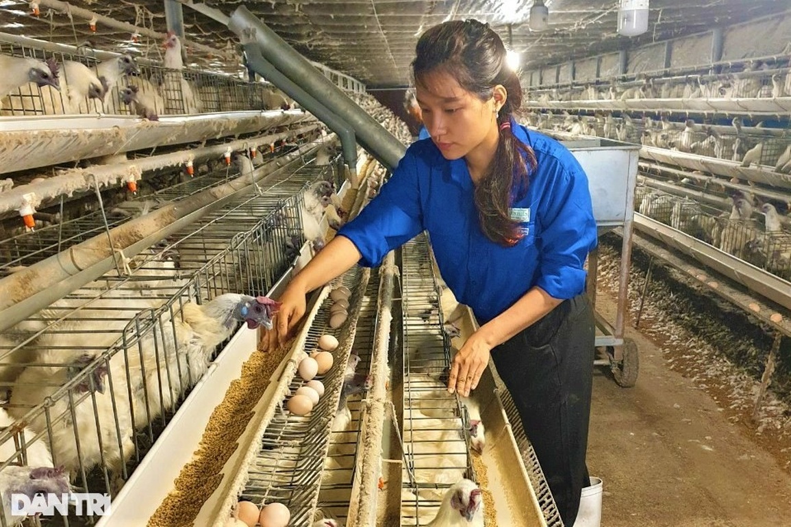 Nữ thạc sĩ rời TPHCM về quê nuôi giống gà đen xì, nhặt trứng mỏi tay - 1 Nữ thạc sĩ rời TPHCM về quê nuôi giống gà đen xì, nhặt trứng mỏi tay - 1