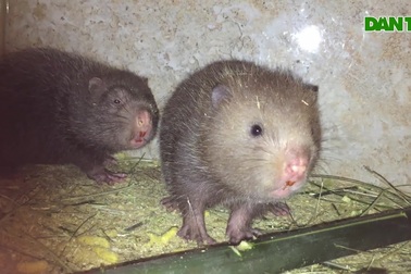 Mô hình nuôi dúi