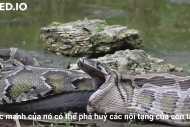Video trăn nuốt chửng cá sấu bất ngờ bị con vật tấn công lại