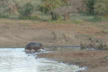 Hà mã dũng cảm, một mình đối đầu với đàn sư tử 15 con
