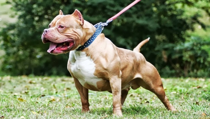 Chó Pit Bull là giống chó rất nguy hiểm, dễ gây thương tích đến người xung quanh (ảnh: minh họa).