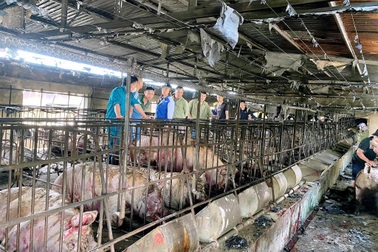 Cháy trang trại lợn 700 con, chủ khóc ròng, người dân đổ tới mua giải cứu