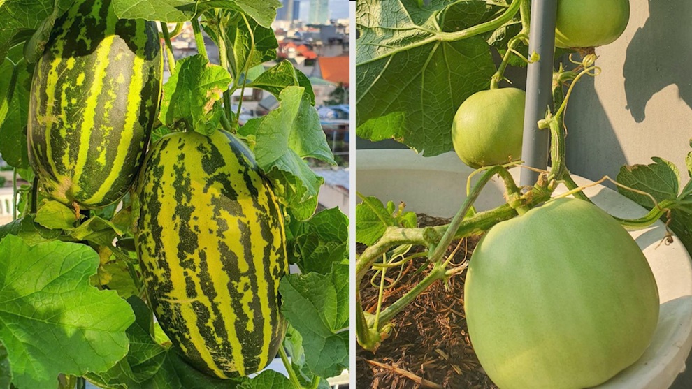 Hai vườn trĩu rau trái, ngát hương hoa hồng của gia đình Hà Nội - 12 Hai vườn trĩu rau trái, ngát hương hoa hồng của gia đình Hà Nội - 12