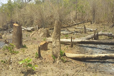 Những khoảnh rừng bị “cạo trọc” trong vùng giáp ranh Ia Pa tại Gia Lai