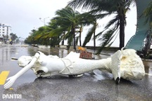Chưa năm nào dông lốc nhiều như năm nay, bão Bualoi là thiên tai khốc liệt