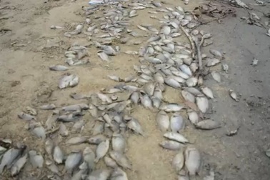 Cá chết trắng hồ Phước Hà