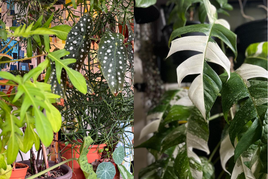 Chàng trai chi 47 triệu đồng làm tường cây trước nhà - 2