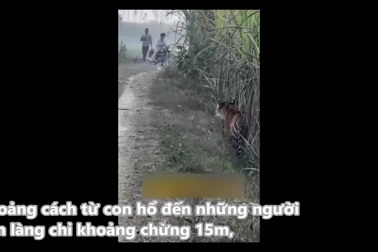 Khoảnh khắc hổ xuất hiện trên đồng, người dân vẫn thản nhiên đứng xem
