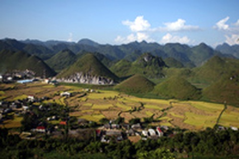 Mùa vàng Quản Bạ