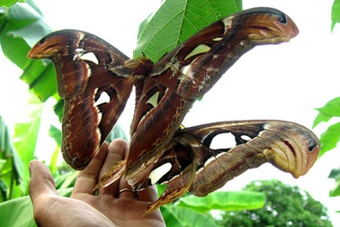 Đôi bướm “khổng lồ” trú ngụ trong vườn nhà