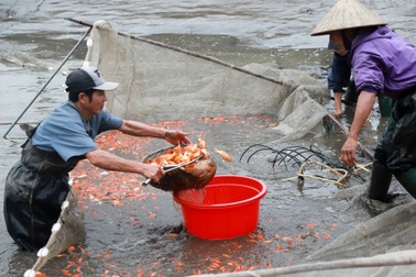 Làng cá chép hối hả thu hoạch trước Tết ông Công ông Táo