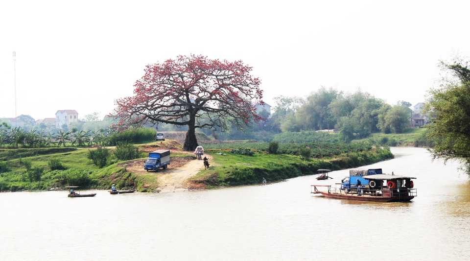 Ngẩn ngơ trước vẻ đẹp rực rỡ của hoa gạo tháng Ba - 10 Ngẩn ngơ trước vẻ đẹp rực rỡ của hoa gạo tháng Ba - 10