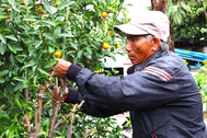 Tái sử dụng "xác" cây quất, nông dân tất bật cho vụ Tết năm sau