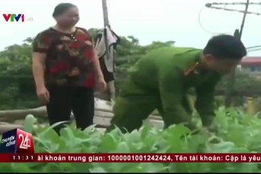 Bắt quả tang 2 gia đình trồng cây thuốc phiện tại nhà