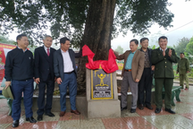 Cụ thị hơn 300 năm tuổi được công nhận cây di sản Việt Nam