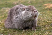 Hòn đảo bị "xâm chiếm" bởi những con chuột khổng lồ