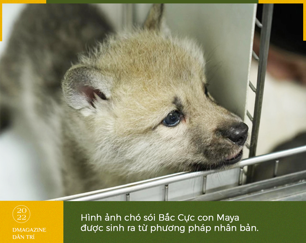 Phép màu cứu rỗi sinh vật bên bờ tuyệt chủng và tranh cãi của khoa học - 5 Phép màu cứu rỗi sinh vật bên bờ tuyệt chủng và tranh cãi của khoa học - 5