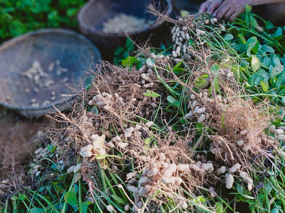 Ông bố gà trống nuôi con làm mảnh vườn gần 4.000m2 ở Bình Thuận - 7