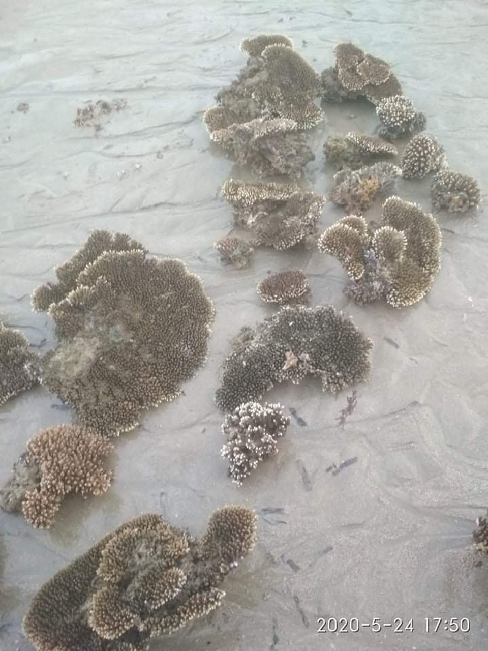 Nhiều người dân ngang nhiên đào bới san hô ven bờ biển Nha Trang - 2 Nhiều người dân ngang nhiên đào bới san hô ven bờ biển Nha Trang - 2