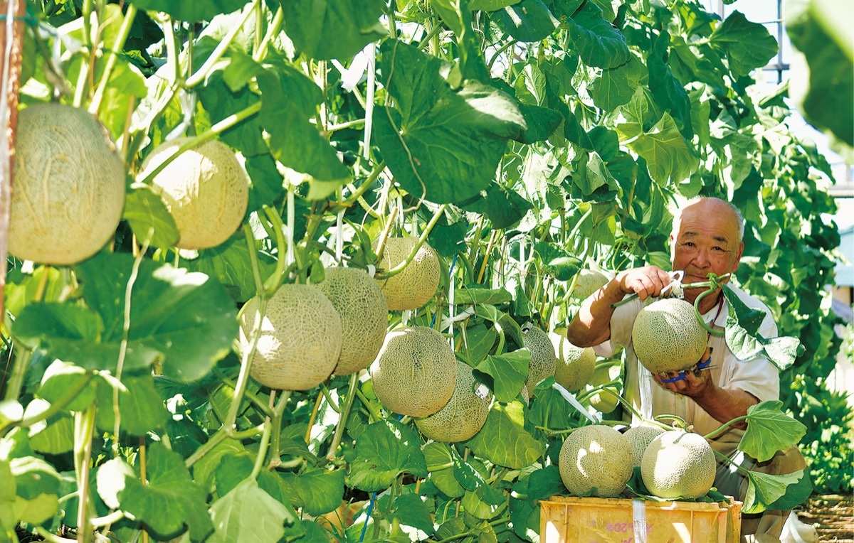Dưa lưới Hokkaido - đặc sản của hòn đảo phía bắc Nhật Bản - 1 Dưa lưới Hokkaido - đặc sản của hòn đảo phía bắc Nhật Bản - 1