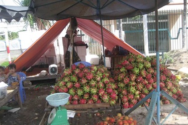 Thanh long 10.000 đồng/3kg, đu đủ bị đốn hàng loạt