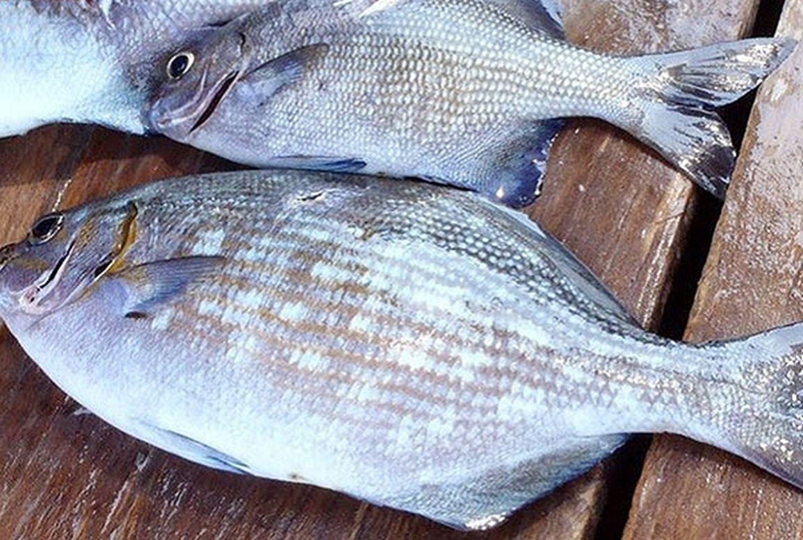 Dụng công săn loài cá tà ma mà giới nhà giàu săn lùng - 1