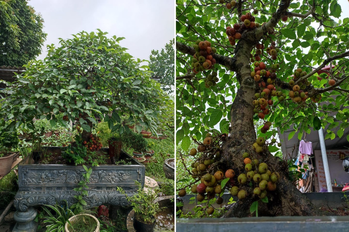 Trồng sung bonsai thế độc lạ, anh công nhân làm không đủ bán - 4