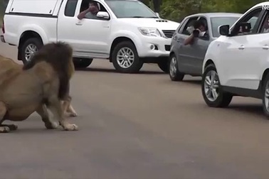 Sư tử dữ ngay trước mặt, dám mở cửa ô tô nhoài ra chụp ảnh