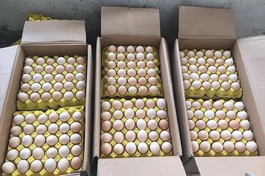 Thu giữ và tiêu hủy hơn 1 vạn quả trứng gia cầm nhập lậu từ Trung Quốc